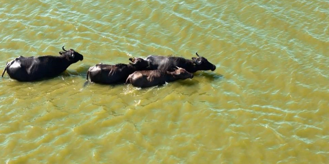 Türkiye'de manda popülasyonu tehdit altında