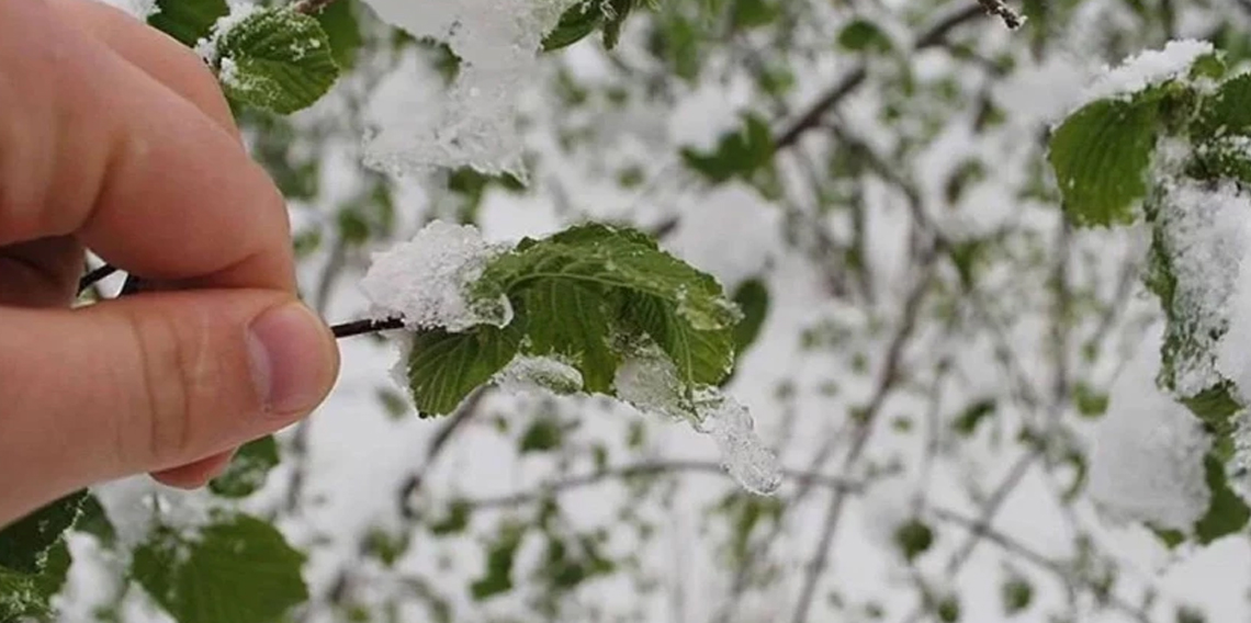 Zirai don için tarih verildi