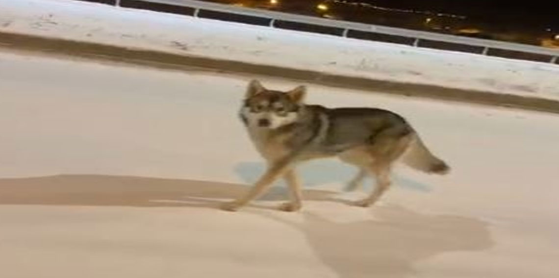 Şehre inen kurt görüntülendi