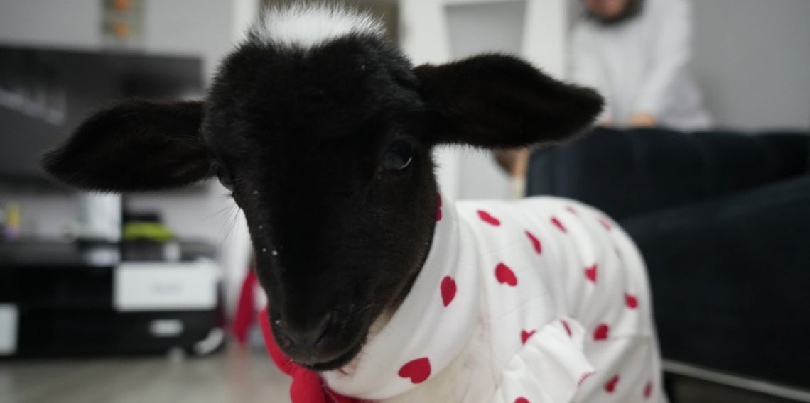 Annesi ölen kuzuya evinde bebek gibi bakıyor