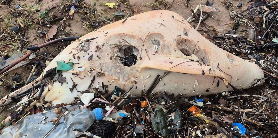 Dev dalgalar, ölü yunus balığının kalıntılarını sahile sürükledi