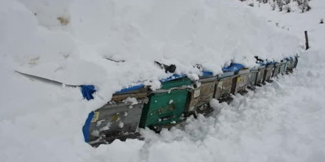 Şırnak'ta bal arıları çığ altında kaldı