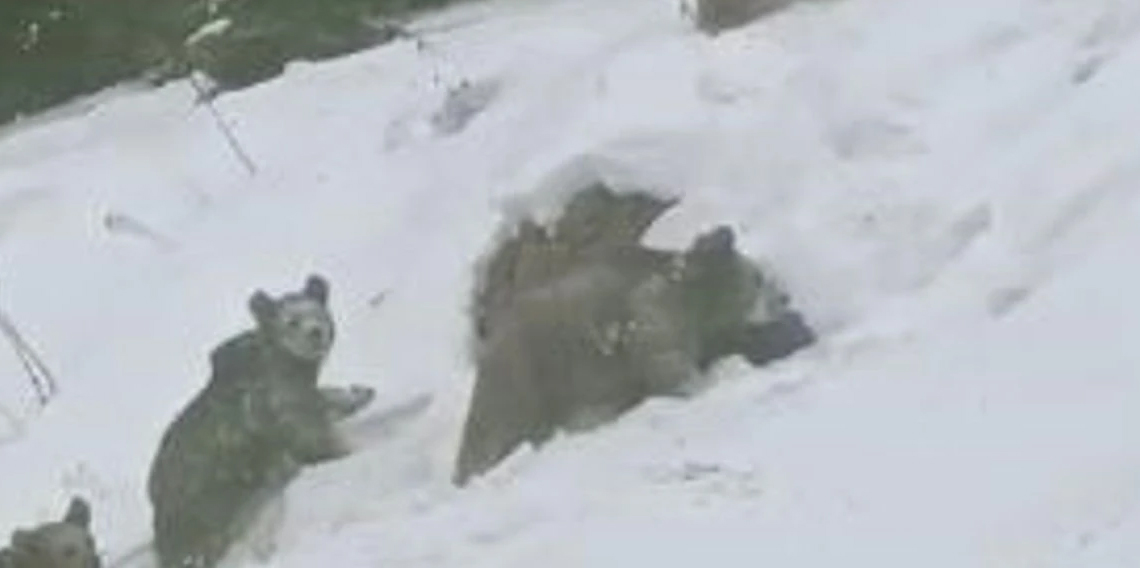 Artvin'de kış uykusuna yatmayan 4 boz ayı kamerada