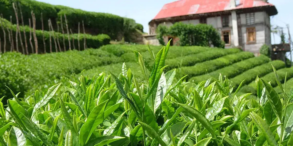 2025 yılı çay rekoltesi açıklandı: İşte rakamlar