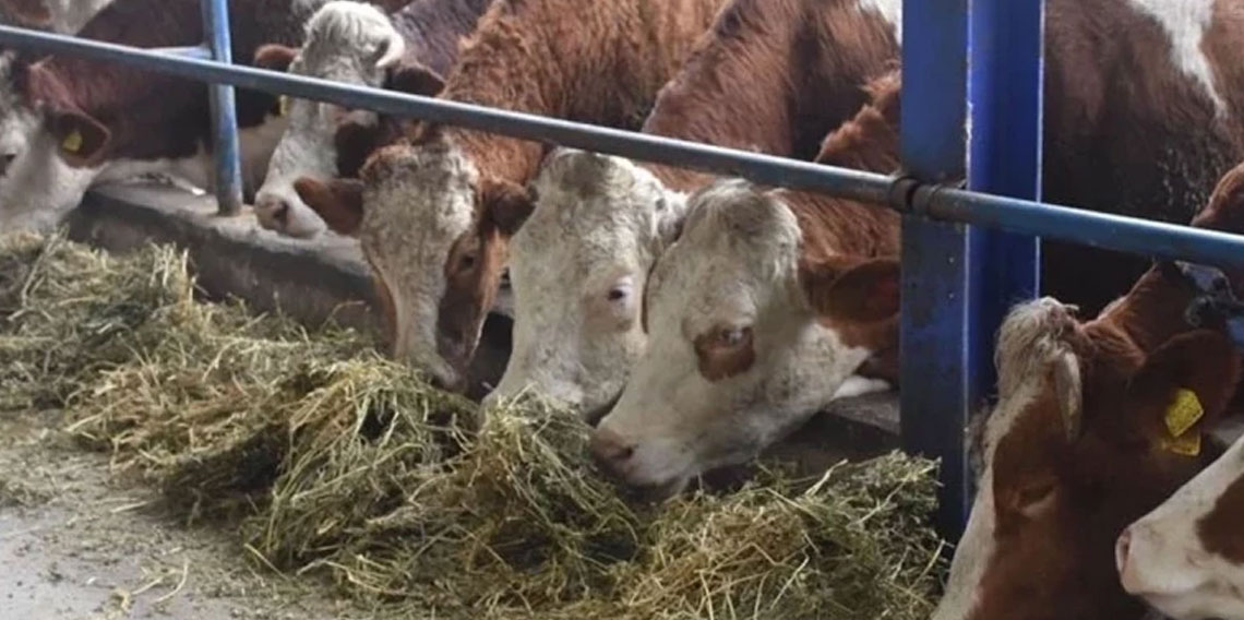 Bilecik'te şap alarmı: Hayvan giriş-çıkışları yasaklandı