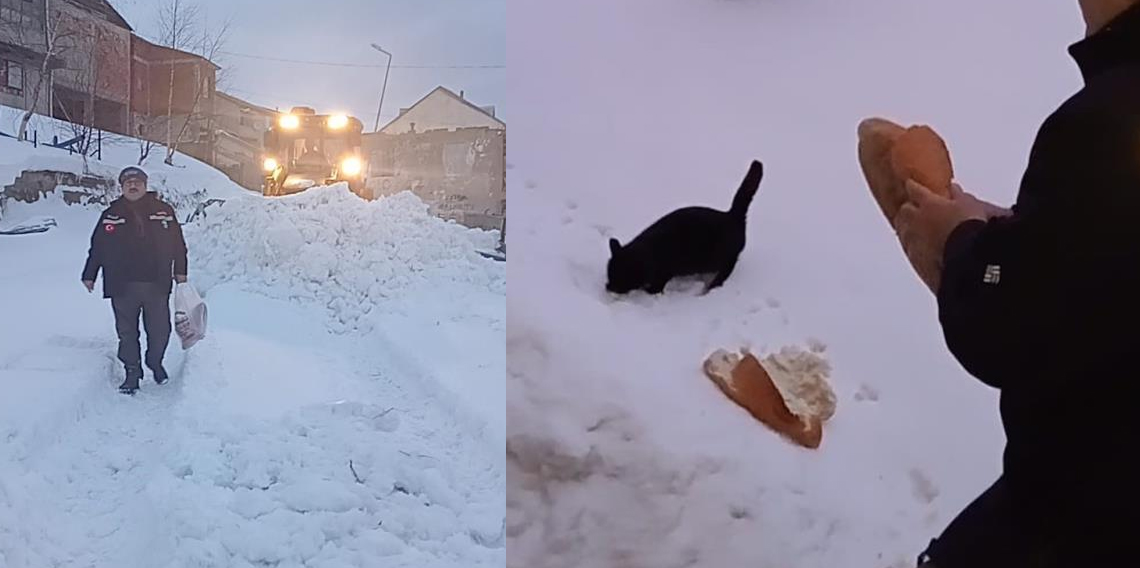 Kar altındaki yaylalarda hayvanlar için seferberlik