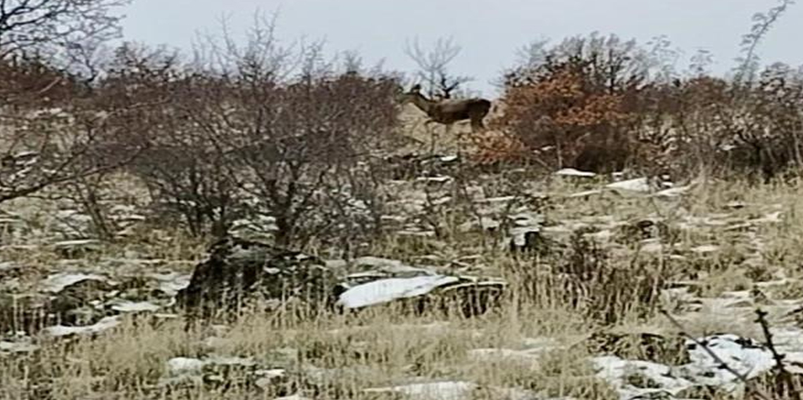 Ankara’da geyik sürüsü kameralara yansıdı