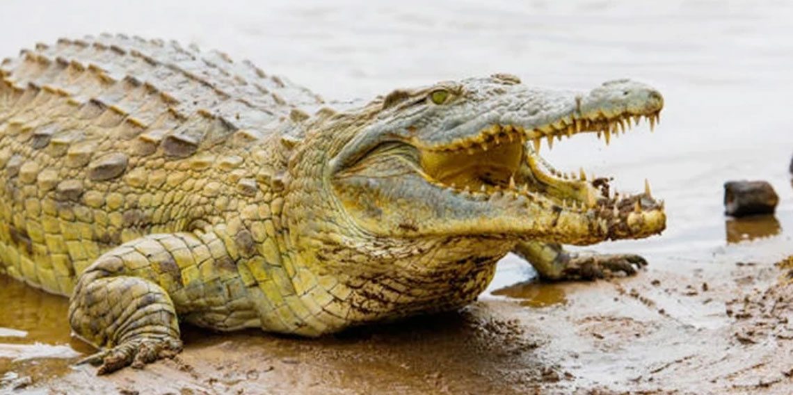 Ülkede su seviyesi yükseldi timsahlar ortaya çıktı: 2 ölü 3 ağır yaralı