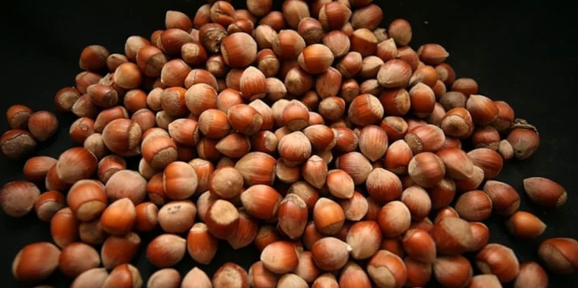 Türk fındığı küresel pazarda iddialı: 122 ülkeye ihraç edildi