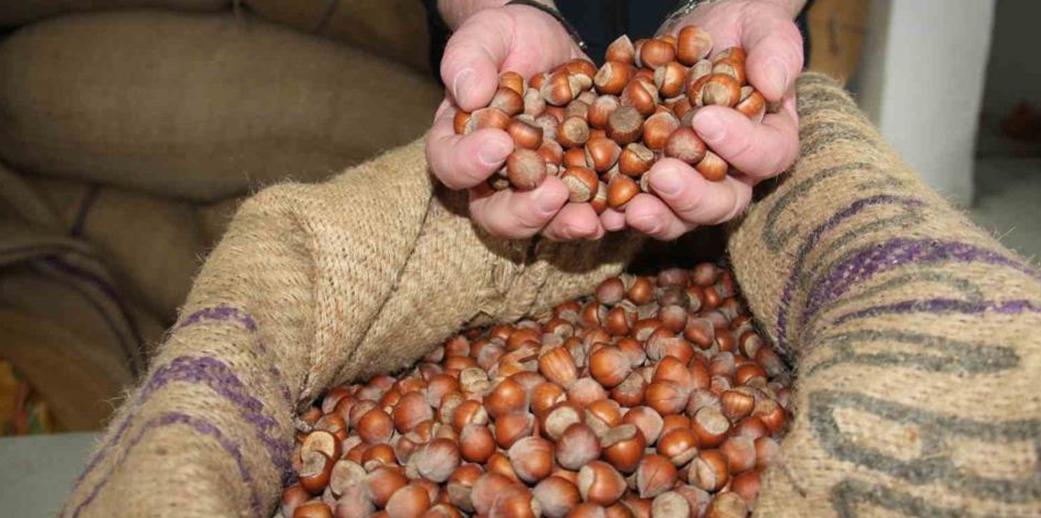 Fındık fiyatları durağan seyrini sürdürüyor