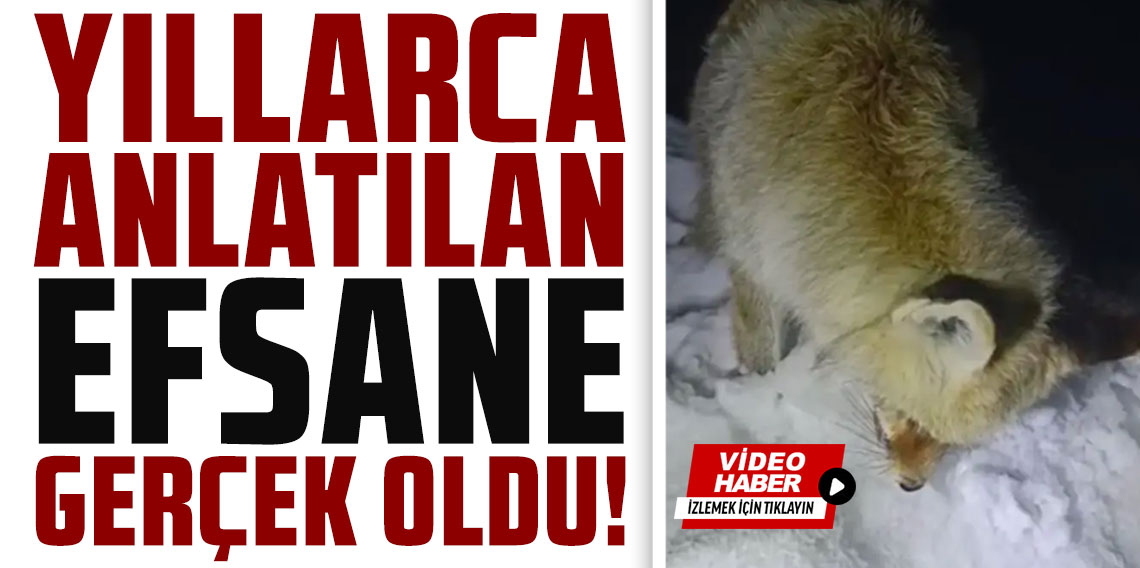 Yüksekova’da Sibirya soğukları: Tilki ayakta dondu