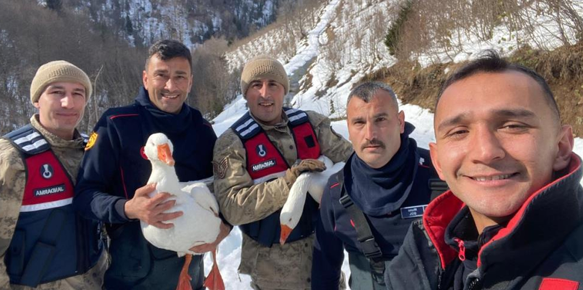 Ordu'da kayıp kazlar üç gün sonra dere yatağında bulundu