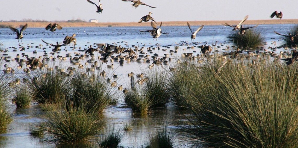 Kızılırmak Deltası kitapla anlatıldı