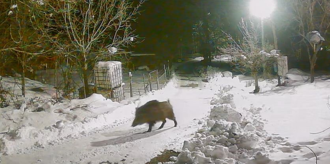 Köye inen aç kalan yabani hayvanlar güvenlik kameralarına yakalandı