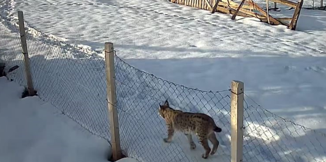 Tokat’ta belgeselleri aratmayan köy