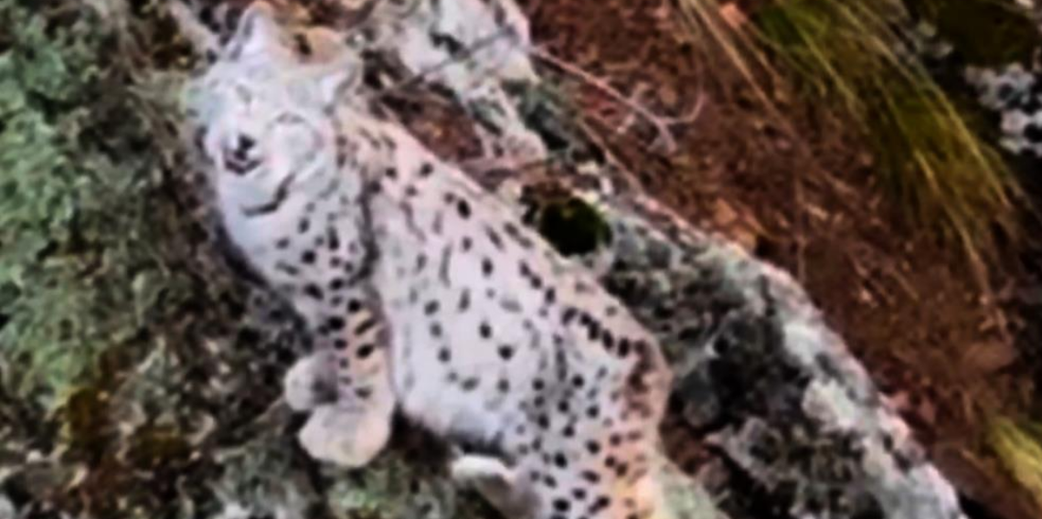 Yaban hayatında nadir görüntü: Artvin’de dağların zirvesinde gebe vaşak kamerada