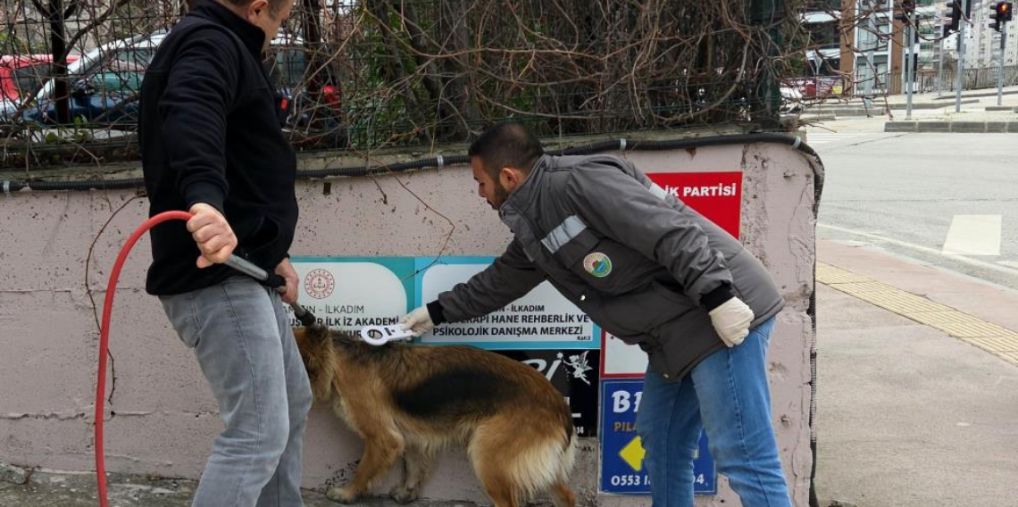 Başıboş sokak köpekleri toplanarak barınağa götürüldü