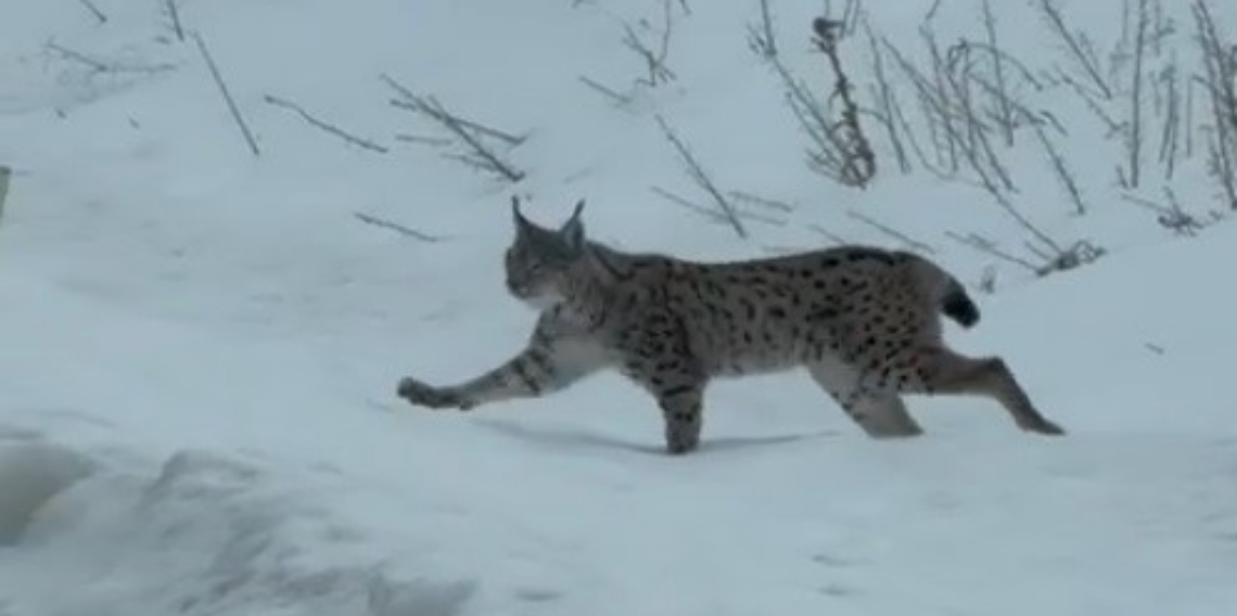 Bayburt’ta Nesli Tehlike Altındaki Vaşak Görüntülendi: Karlı Arazide Ortaya Çıktı