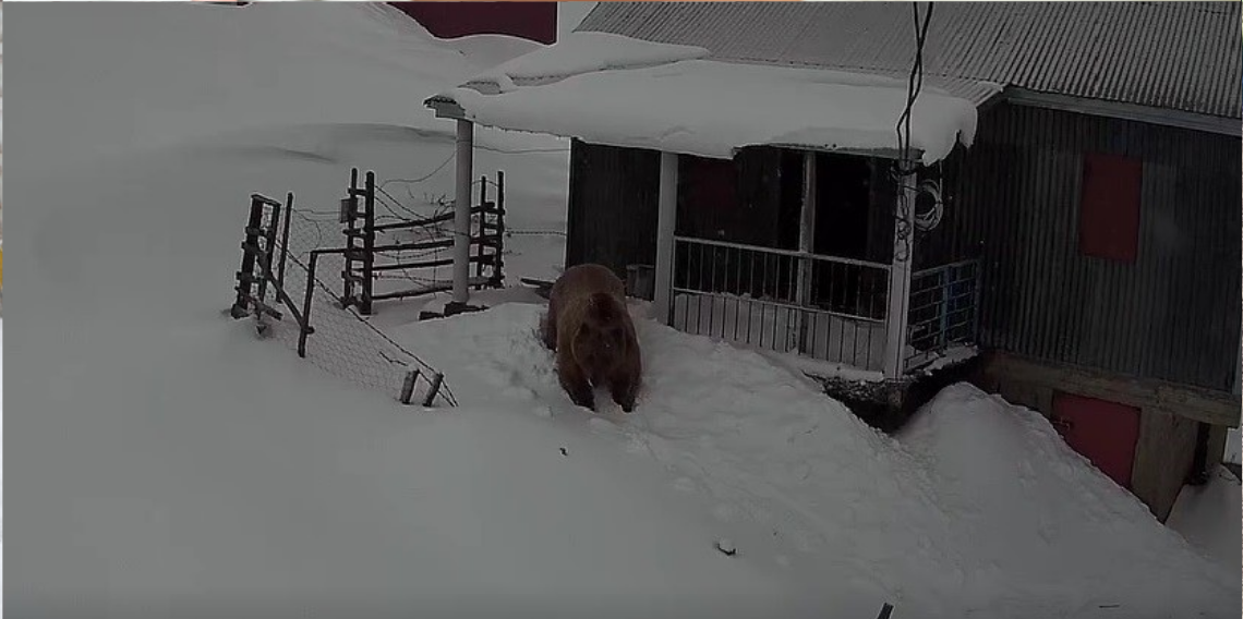 Sis Dağı’nda Ayı Alarmı