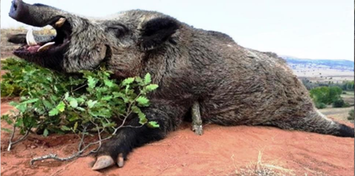 Samsun’da Avcılıktan Rekor Gelir: Avlanma Pullarından 4,9 Milyon TL