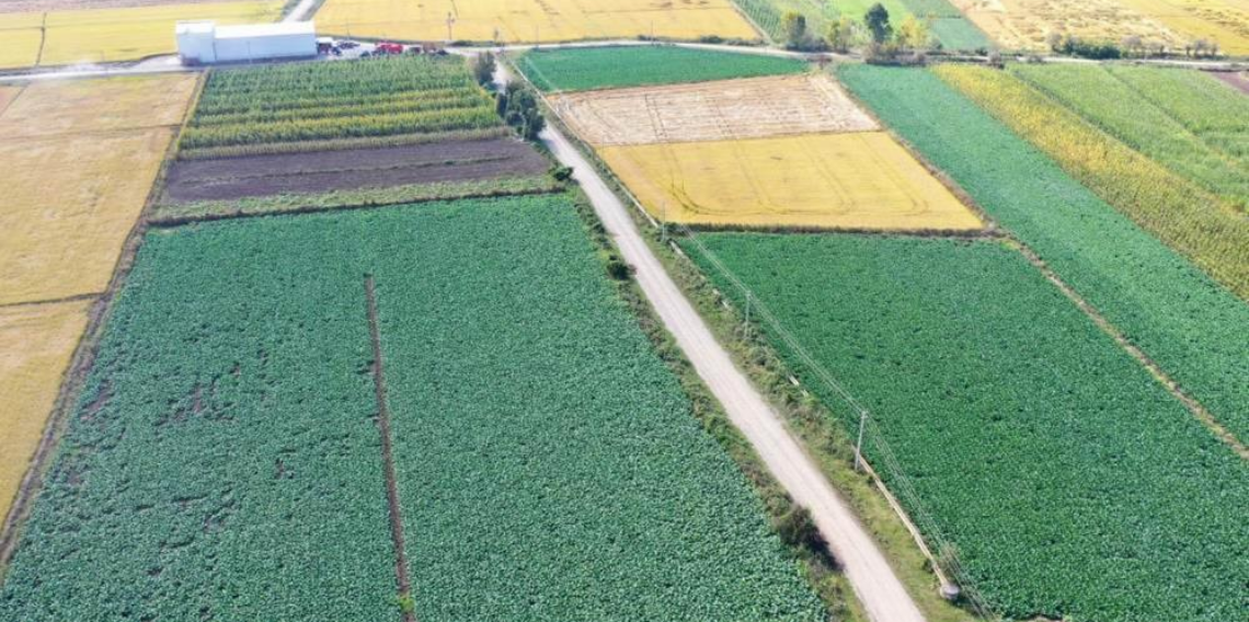 Samsun Tarımda Zirvede: 12 Üründe Türkiye’nin İlk 5’i Arasında