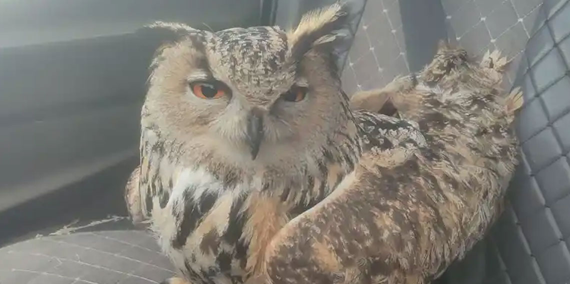 Bayburt’ta Bulunan Puhunun Ölüm Nedeni Belli Oldu