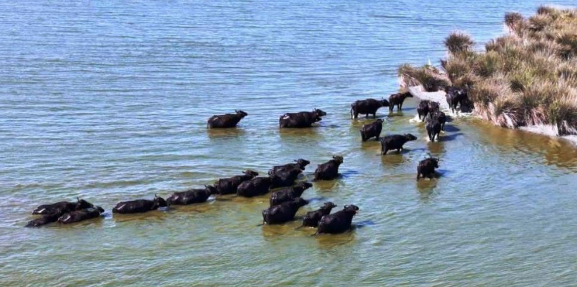 Samsun Manda Varlığında Türkiye Lideri