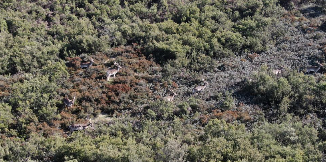 Tuzla'daki geyikler ilgi odağı oldu