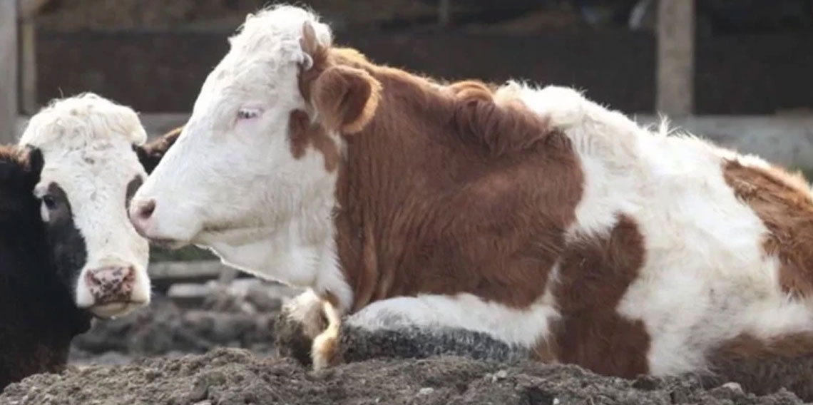 Güney Afrika'da şap hastalığı nedeniyle ulusal afet hali ilan edildi