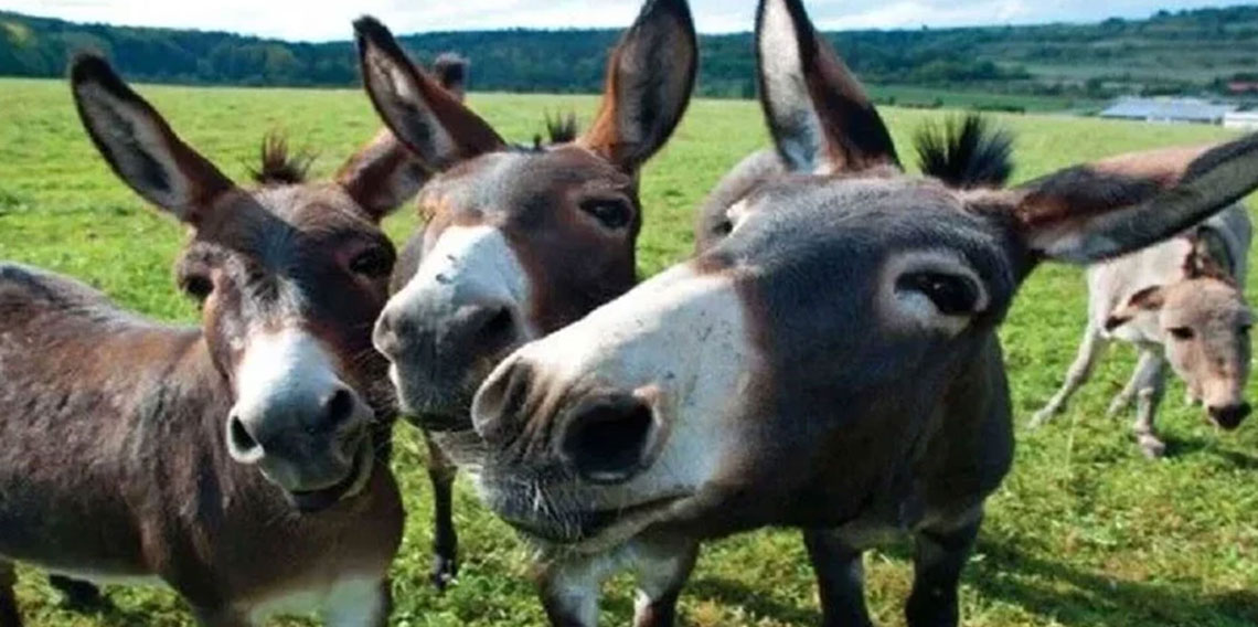 TÜİK verileri açıkladı! At, eşek ve katır sayısında büyük düşüş