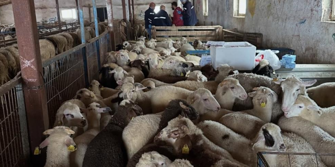Aydıntepe’de Şap Hastalığına Karşı Sıkı Denetim