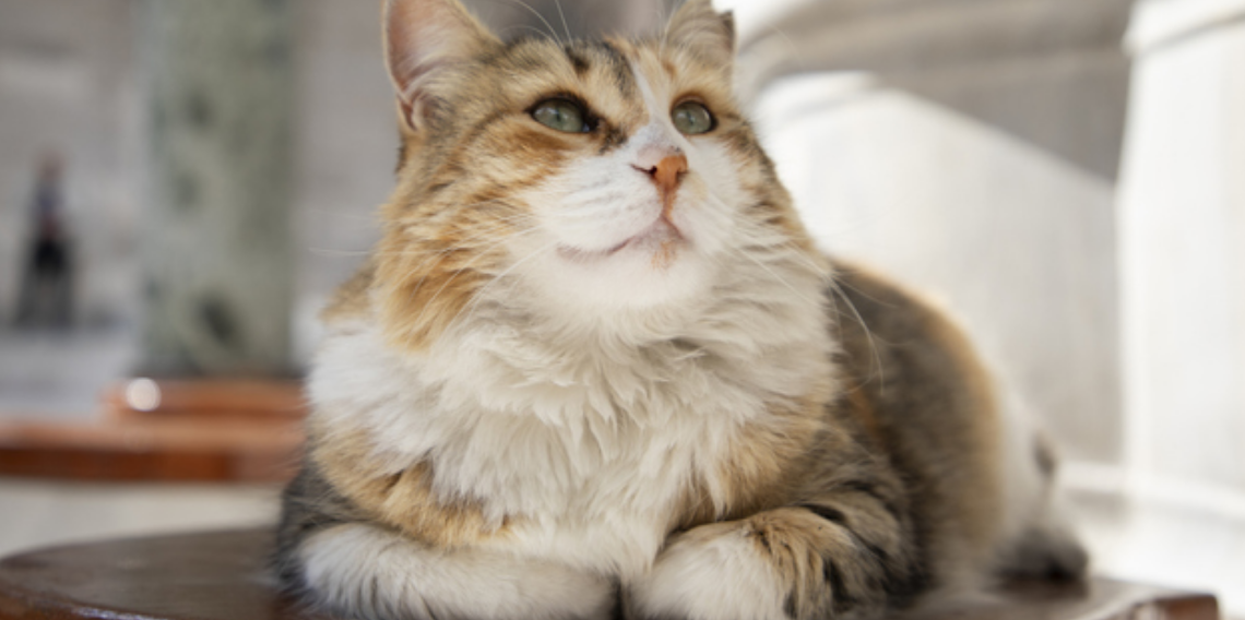 Kedilerin Gözleri Karanlıkta Neden Parlar? 