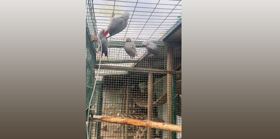 İstanbul Havalimanı'nda 20 adet Afrika gri papağanı ele geçirildi