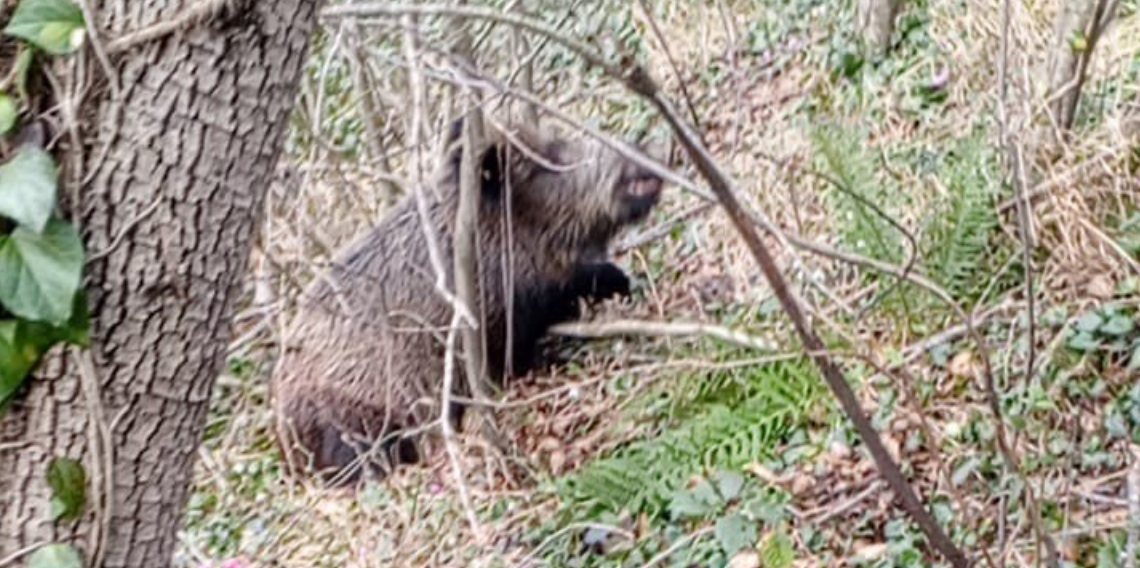 Samsun’da Sezonun Son Avı