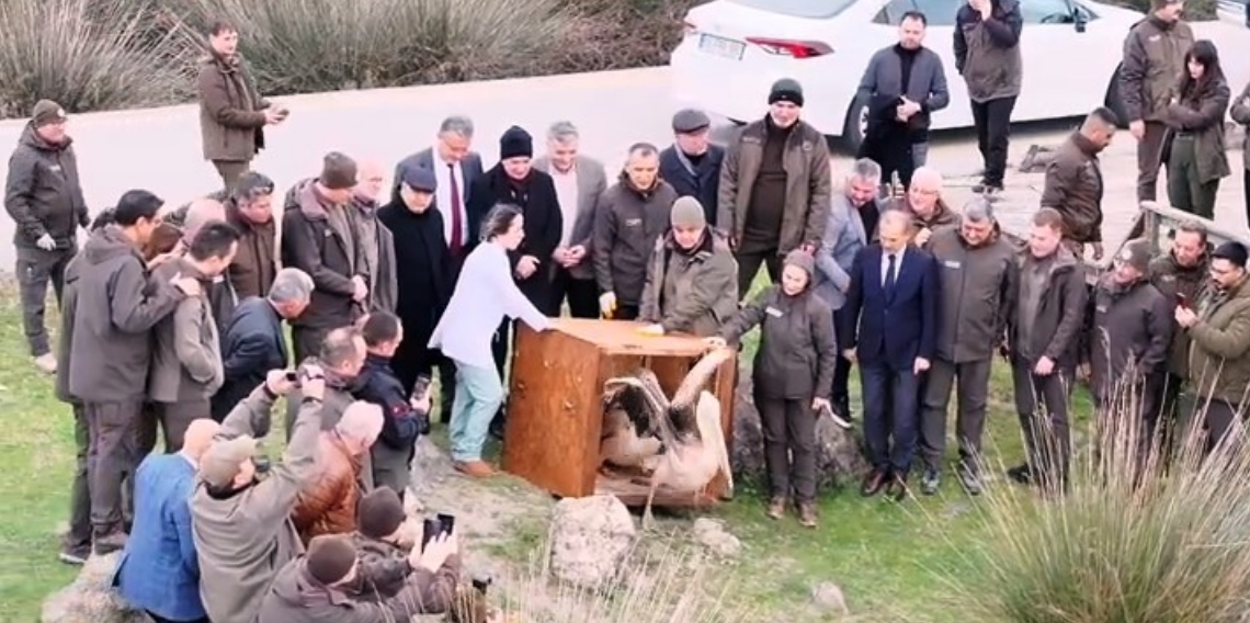 Samsun’da Yaralı Bulunan 2 Pelikan Doğaya Salındı