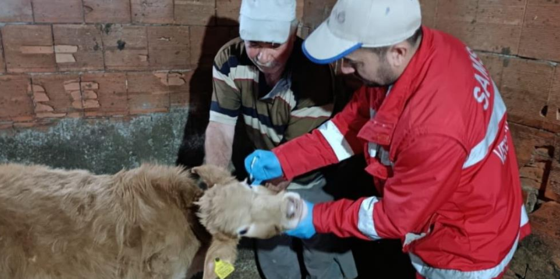 Samsun Tarım ve Orman İl Müdürlüğü,Şap Aşılama Programı Başlattı