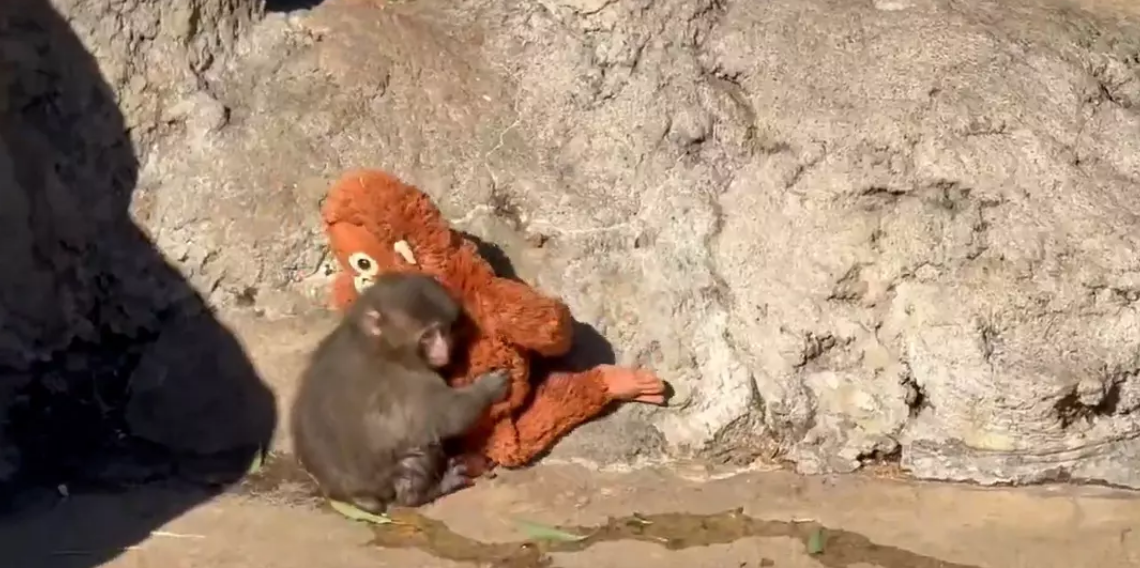 İçikawa’da Doğan Punch’ın Hüzünlü Hikâyesi