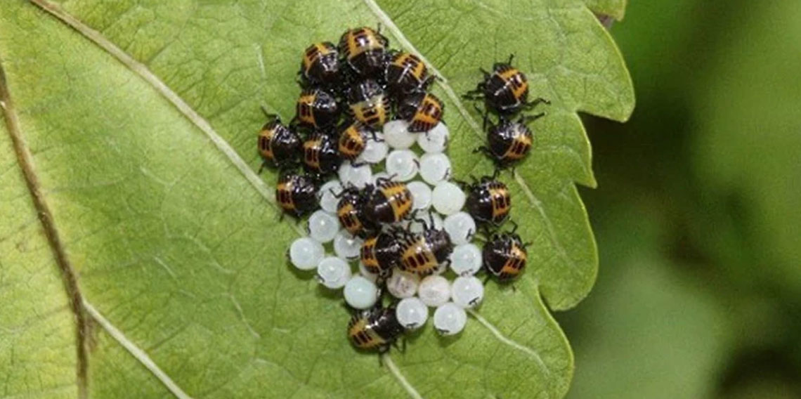 Tarım Bakanlığı istilacı türlere karşı harekete geçti!