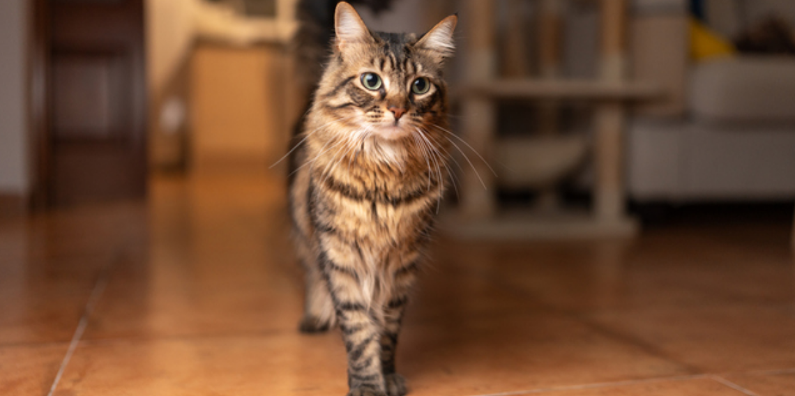 Kediler Kanser Araştırmalarında Yeni Model Olabilir