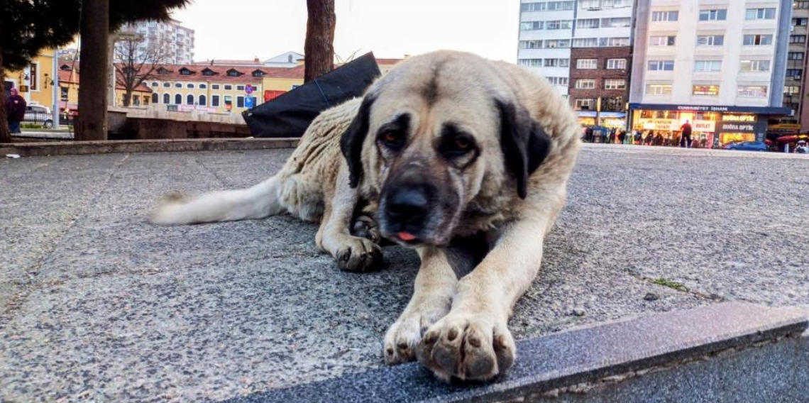 Samsun’da Evcil Hayvanlar PETVET ile Kayıt Altında