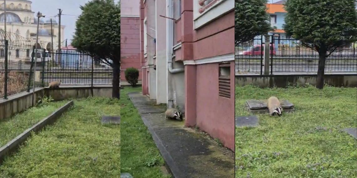 Trabzon Arsin’de Site Bahçesine Porsuk Girdi