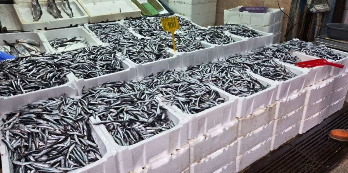 Karadeniz’de Hamsi Avı Yeniden Canlandı