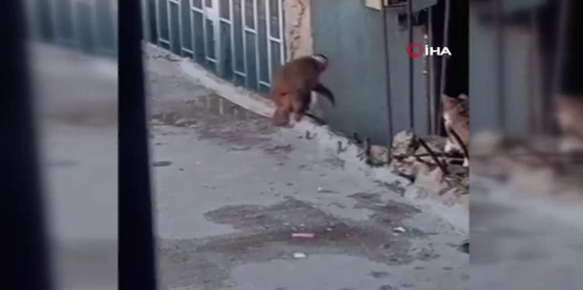 Fikirtepe’de bulundurulması yasaklı maymun türü yakalandı