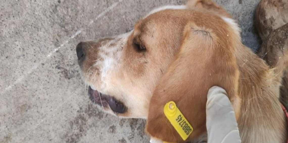 Samsun’da Sokak Hayvanları İçin Kısırlaştırma ve Yaşam Alanı Projesi Sürüyor