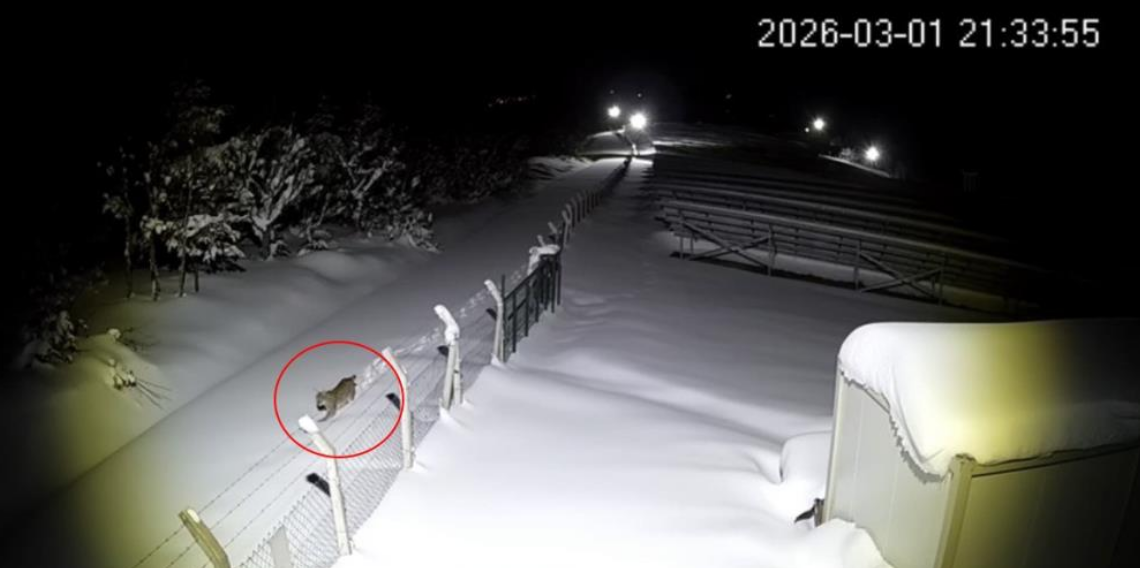 Ordu’da Nesli Tükenmekte Olan Vaşak Bir Yıl Aradan Sonra Yeniden Görüntülendi