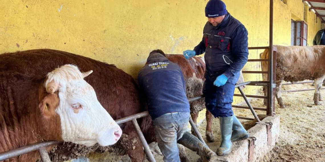 Tokat’ta 2026 İlkbahar Şap Aşılama Seferberliği Başladı