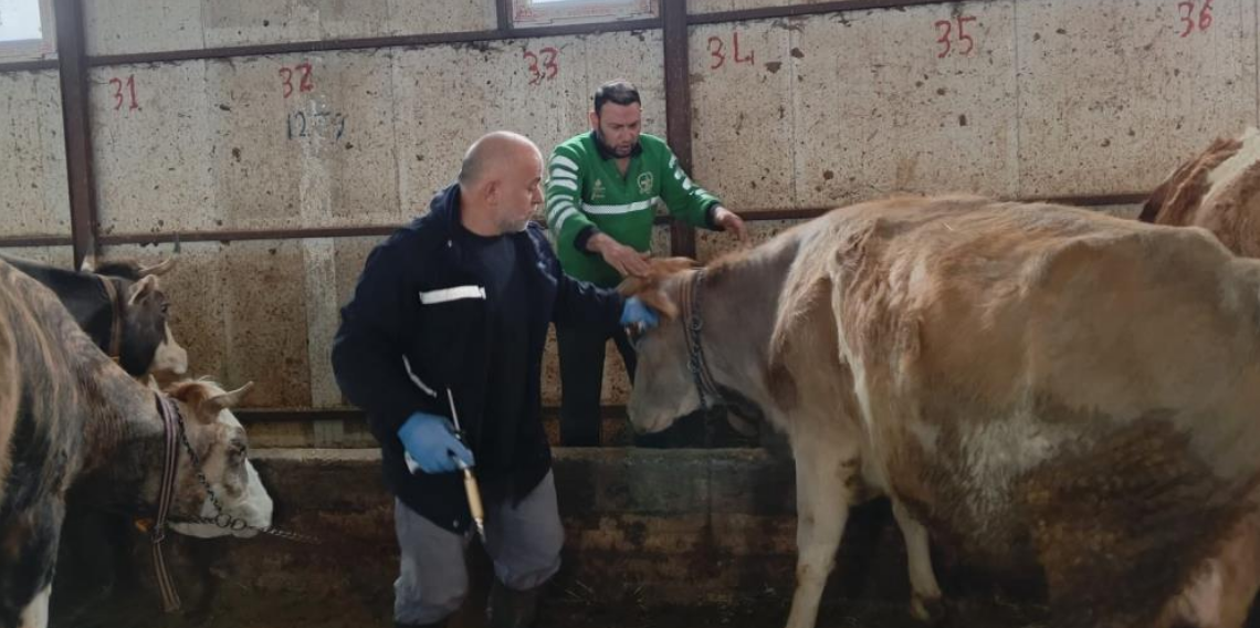 Aydıntepe’de Büyükbaş Hayvan Şap Aşılama ve Buzağı Küpeleme Çalışmaları Tamamlandı