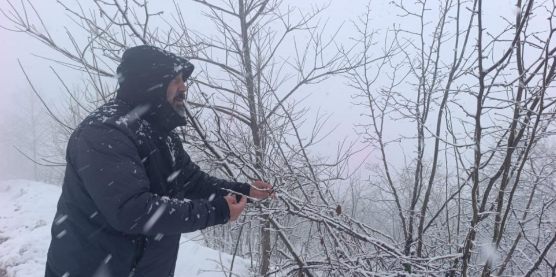 Ordu Fatsa’da Kar Alarmı, Fındık Bahçeleri Zirai Don Riskiyle Karşı Karşıya