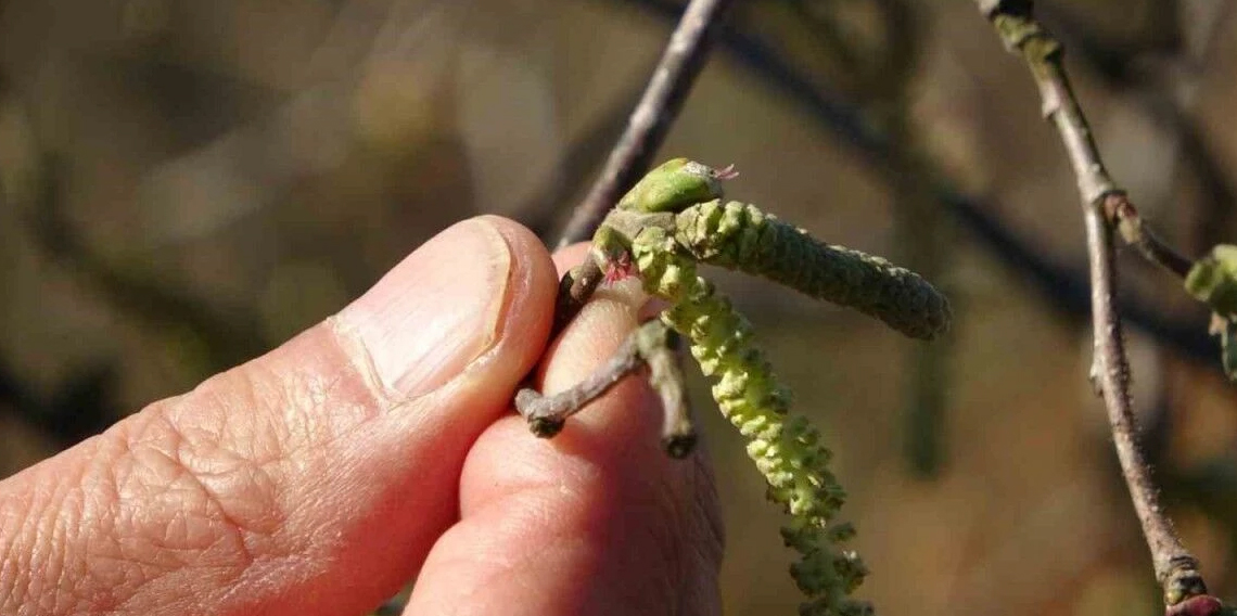  Fındıkta don endişesi