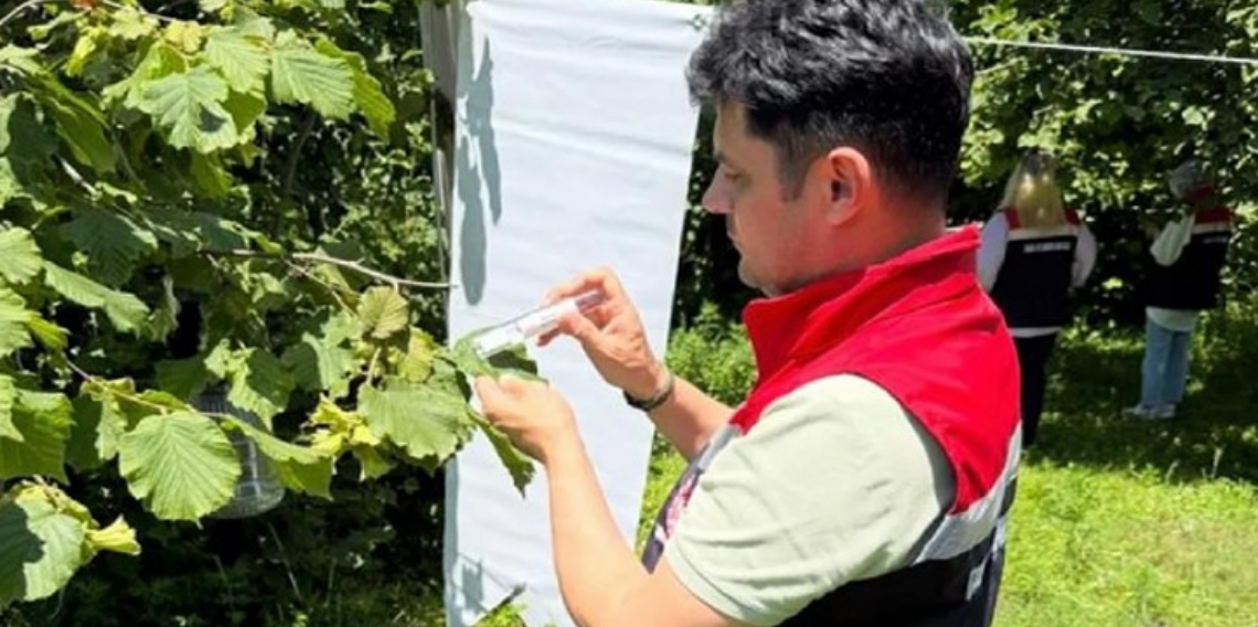 Samsun Çarşamba Ovası’nda Kahverengi Kokarcaya Karşı 62 Bin Samuray Arısı Salındı